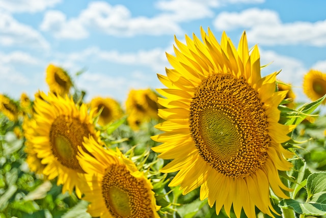 Foto em close-up de girassóis representando o verão. 