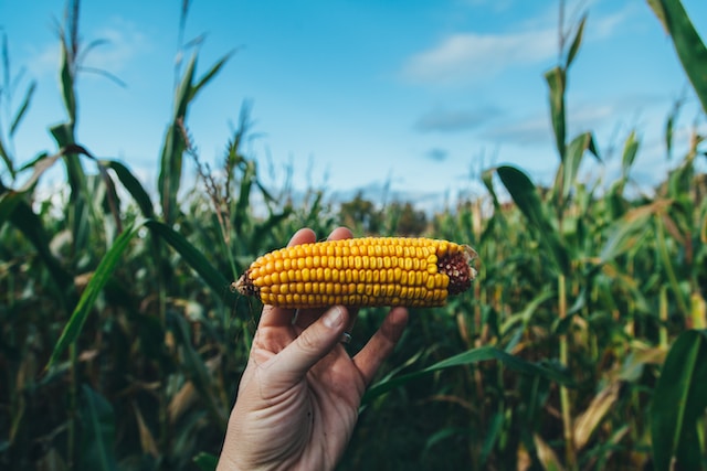 A person holding a corn on the cob. 