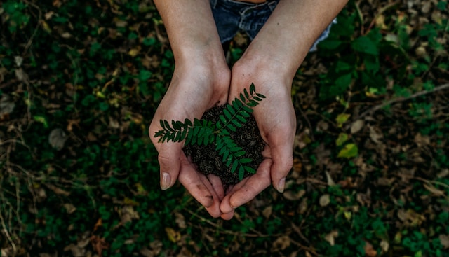 Crescimento de novas plantas no solo.