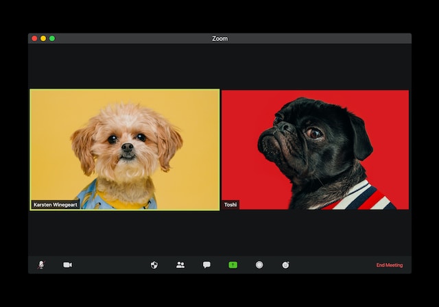 2匹の犬を映した2つのビデオスクリーン。 