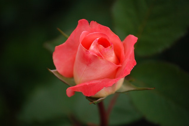 Uma visão de perto de uma rosa rosa.