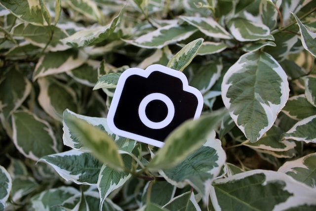 나뭇잎 위에 있는 흑백 카메라 아이콘. 