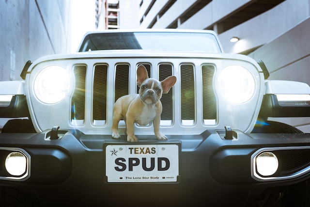 A pug sitting on top of a vehicle’s front bumper.