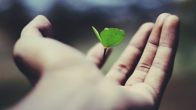 Vista ravvicinata di una persona che tiene in mano una piccola pianta verde.