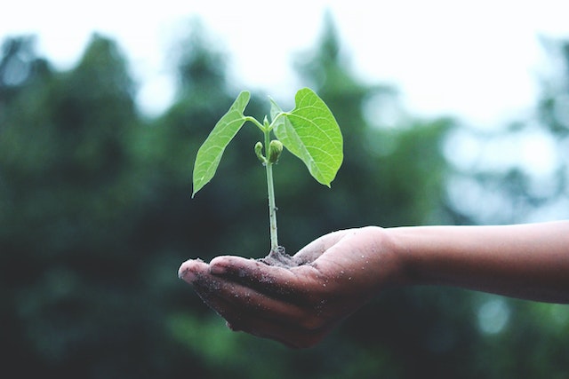 芽吹いた緑の植物を手にする人。