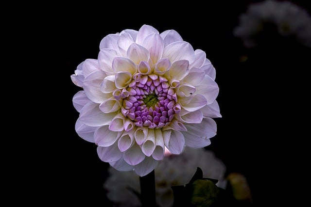 A purple and white flower on black background.