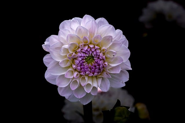 Una flor morada y blanca sobre fondo negro.