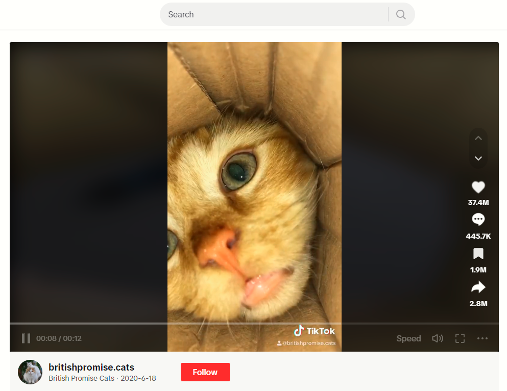 Een screenshot van een kat met zijn hoofd vast in een doos met een camera aan de onderkant. 