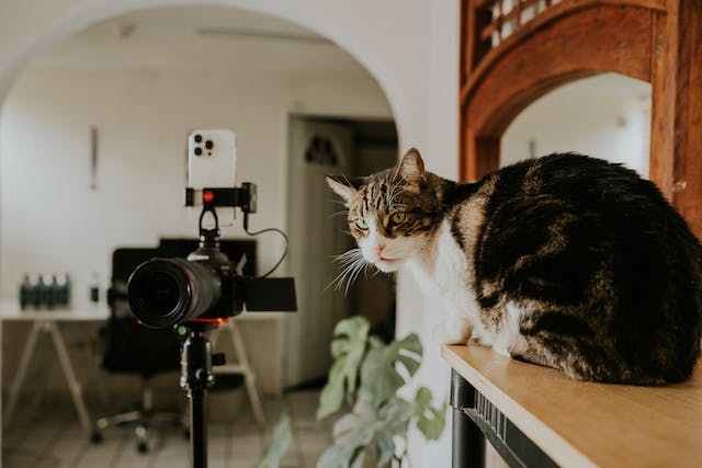 Een kat zit op een plank achter een DSLR-camera op een statief. 