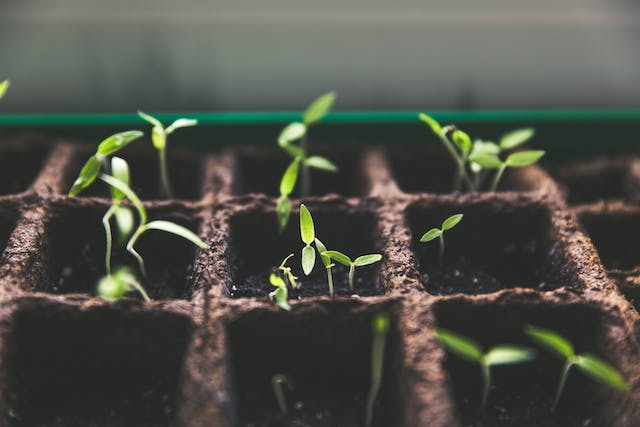 Imagen en primer plano de brotes de plantas con hojas diminutas. 