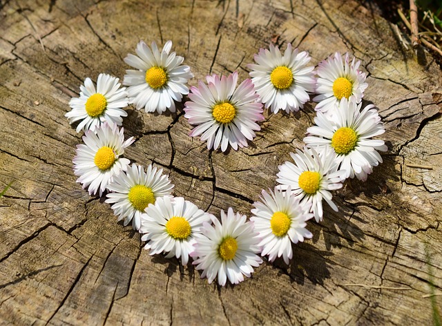 A picture of daisies flowers illustrating the heart icon on a wooden surface.