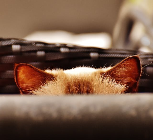 一只棕色的猫，只露出耳朵和头顶。 