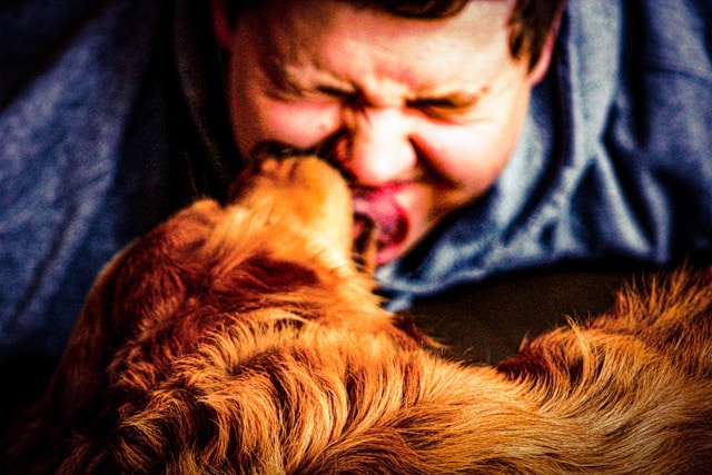 A dog licks a man’s face.