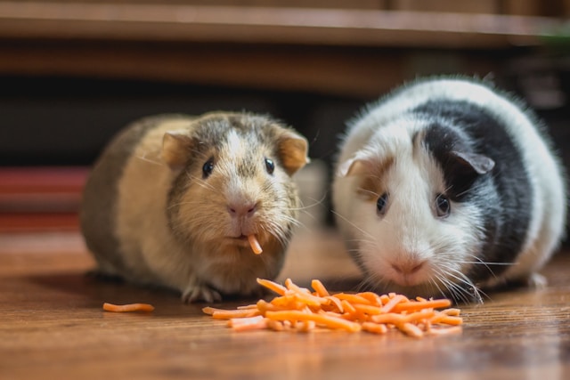 Two guinea pigs eat small slices of carrots.