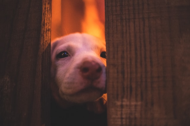 Um filhote de cachorro fofo aperta seu rosto entre as ripas de uma cerca.