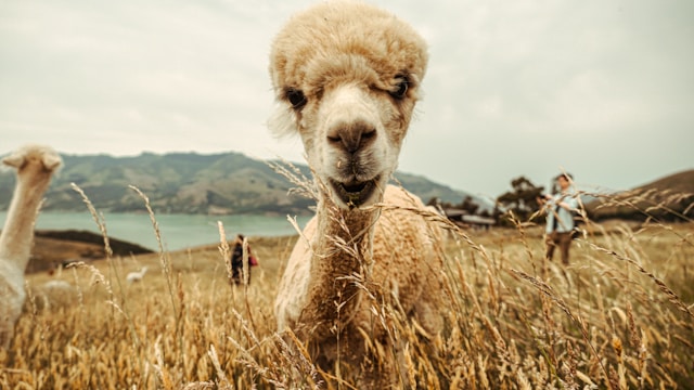 Un lama guarda dritto verso la telecamera. 